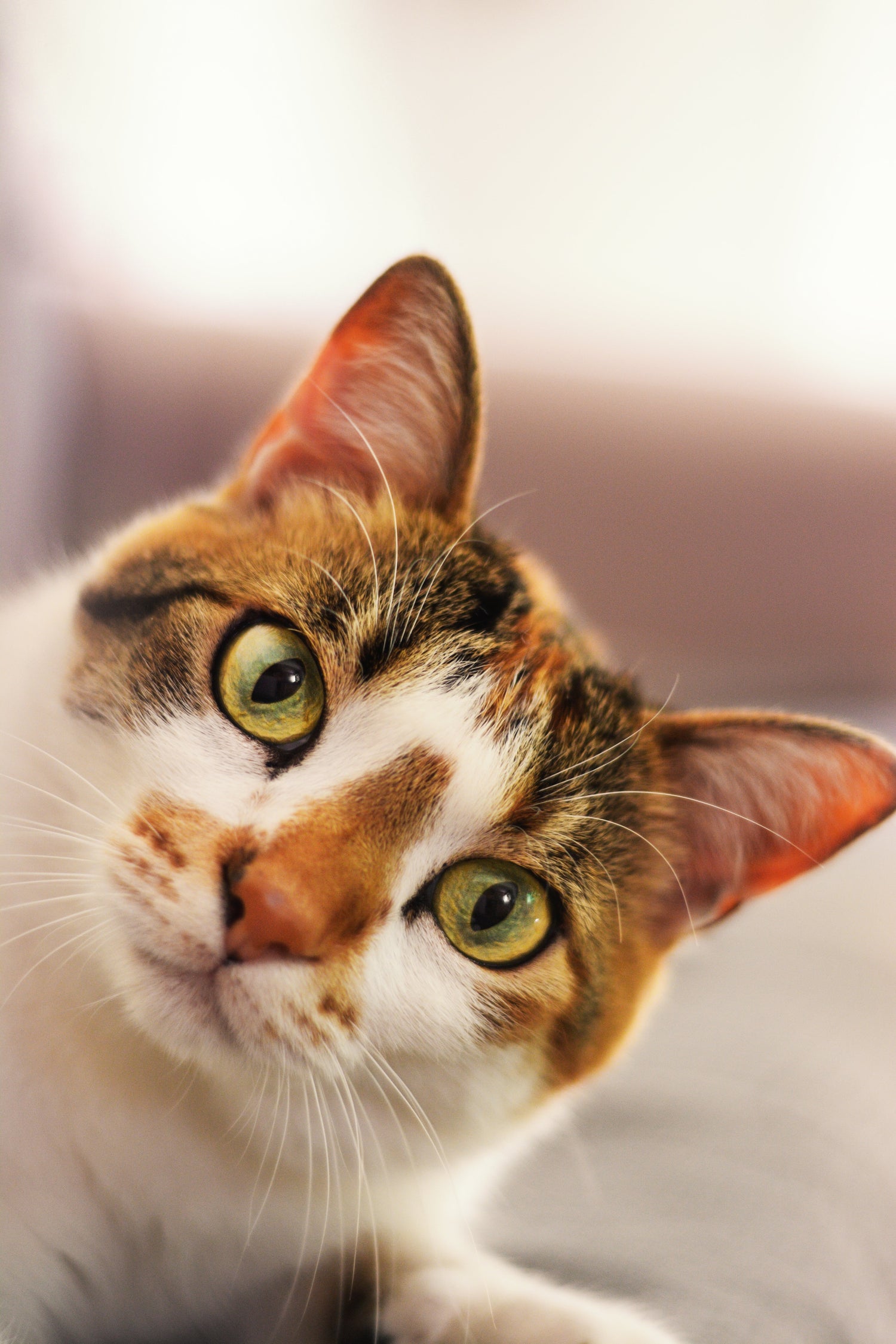 Animaux